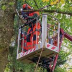 AST Arbeitssicherheit Baumpflege-Schulung
